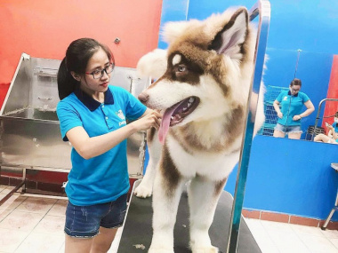 Top 9  Dịch vụ spa thú cưng tốt nhất tại quận Tân Phú, TP. HCM