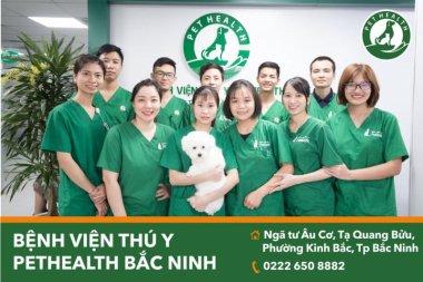 Top 7  Dịch vụ spa thú cưng tốt nhất tại Bắc Ninh