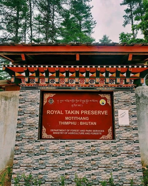 khu bảo tồn motithang takin, khám phá, trải nghiệm, đến khu bảo tồn motithang takin chiêm ngưỡng linh vật quốc gia bhutan