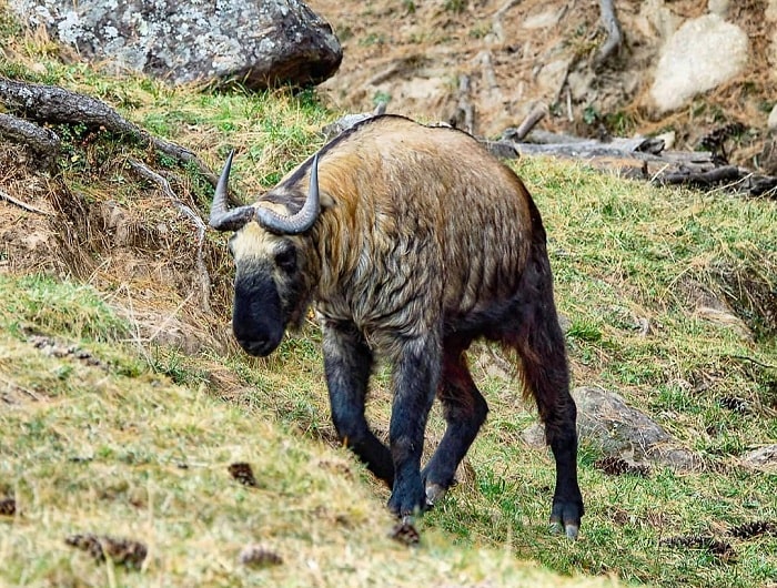 khu bảo tồn motithang takin, khám phá, trải nghiệm, đến khu bảo tồn motithang takin chiêm ngưỡng linh vật quốc gia bhutan