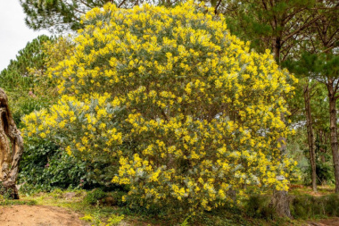 Hoa Mimosa nở vàng rực một góc trời Đà Lạt