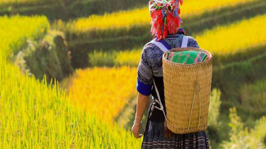 Going to Mu Cang Chai to ‘hunt’ ripe rice at a cost of nearly 200$/person