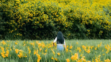 Five famous roads to see wild sunflowers in Dalat