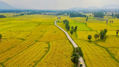 The colors of rice fields in Tinh Bien