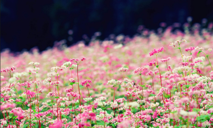 nghỉ dưỡng, hoa tam giác mạch hà giang – ngẩn ngơ trước mùa hoa nở rộ