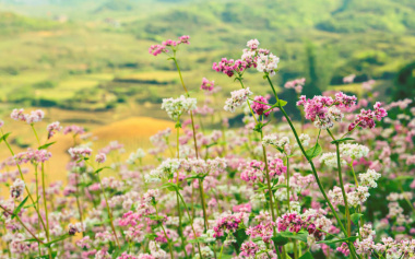 Hoa tam giác mạch Hà Giang – Ngẩn ngơ trước mùa hoa nở rộ