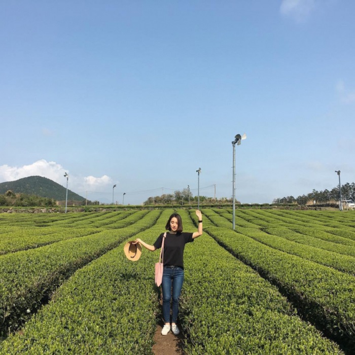 cánh đồng trà xanh o’sulloc, khám phá, trải nghiệm, cánh đồng trà xanh o’sulloc – tọa độ check-in lý tưởng không thể bỏ qua khi đến jeju