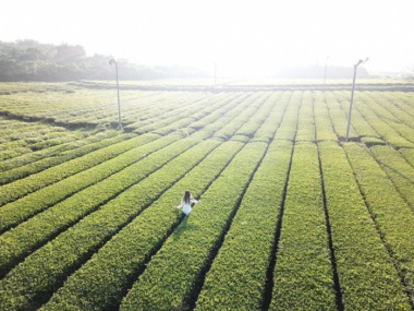 Cánh đồng trà xanh O’Sulloc – Tọa độ check-in lý tưởng không thể bỏ qua khi đến Jeju