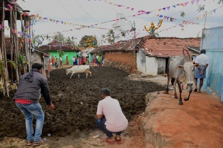 lễ hội ở ấn độ, lễ hội ném phân bò, khám phá, trải nghiệm, độc lạ lễ hội ném phân bò chữa bệnh ở ngôi làng ấn độ