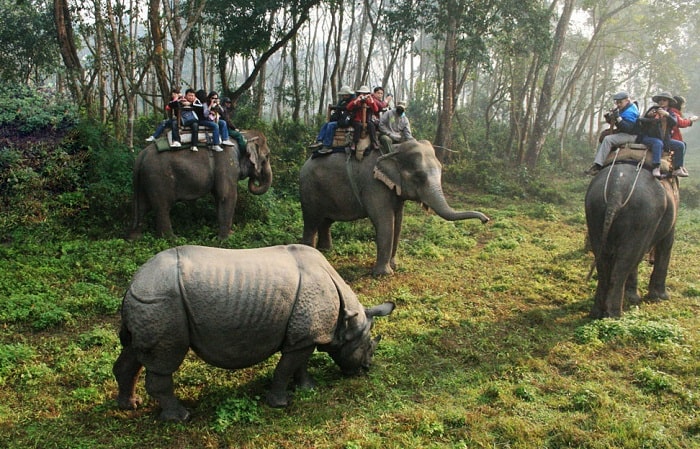 vườn quốc gia chitwan, khám phá, trải nghiệm, vườn quốc gia chitwan: khu bảo tồn động vật hoang dã quý hiếm của nepal