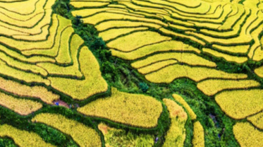 Coordinates viewing of beautiful and peaceful terraced fields in Tuyen Quang