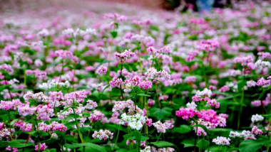 HOT:  Đi tìm “Mai Đẹt-Ti-Ni” tại lễ hội hoa tam giác mạch Hà Giang 2022 nào!