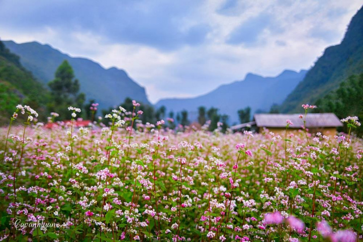 reviews, chơi tẹt ga với lịch trình hà giang 4 ngày 3 đêm