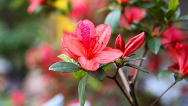 Cây hoa đỗ quyên: Ý nghĩa, cách trồng và chăm sóc