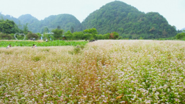 Planning to go to Ha Giang to see buckwheat flowers at a cost of 150$