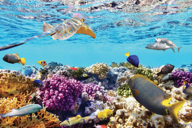 homestay, nhà đẹp, lặn ngắm san hô phú quốc – hoạt động thú vị không nên bỏ lỡ