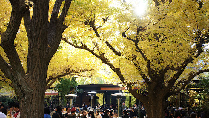 ‘hạ cánh’ tại meiji-jingu gaien, địa điểm đón mùa thu đẹp nhất xứ phù tang