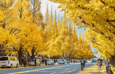 ‘Hạ cánh’ tại Meiji-jingu Gaien, địa điểm đón mùa thu đẹp nhất xứ phù tang