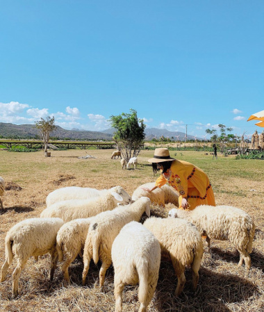 Đồng cừu An Hòa và cuộc sống của người dân du mục Ninh Thuận