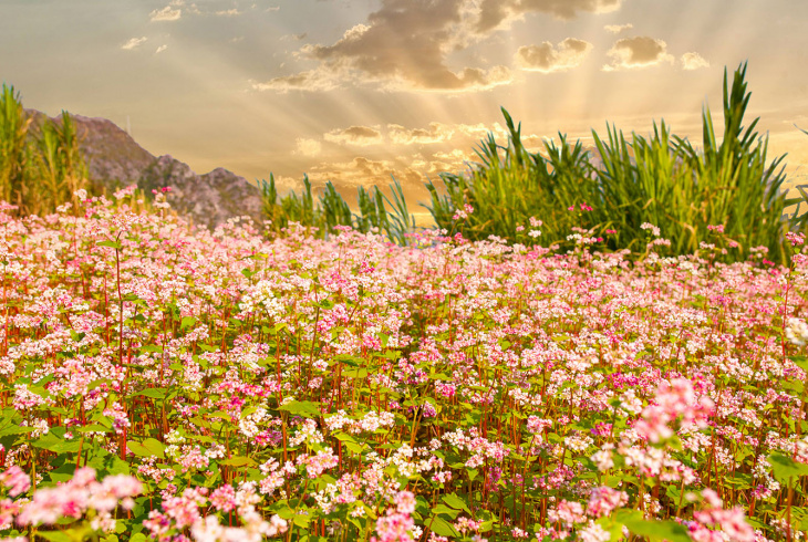 Vũ điệu sắc hồng mùa hoa tam giác mạch Hà Giang, Khám Phá