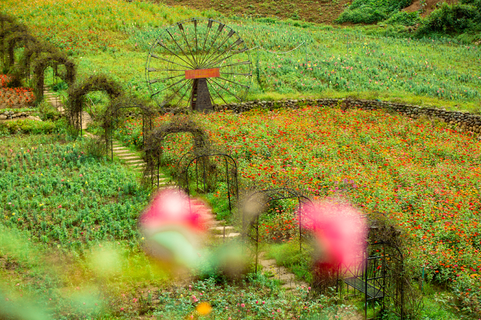 cánh đồng hoa túy điệp sapa, khám phá, trải nghiệm, cánh đồng hoa túy điệp sapa khoe sắc rực rỡ, đang chờ du khách về thưởng hoa 
