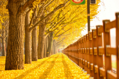 Xuất ngoại Hàn – Nhật | Ngắm trọn vẻ đẹp ngây ngất của mùa thu