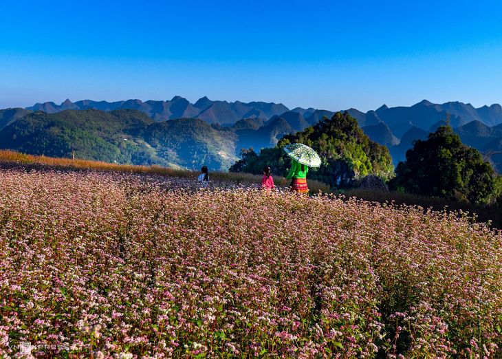 en, an ultimate guide to buckwheat flower festival in ha giang vietnam