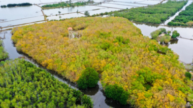 Golden season in Ru Cha mangrove forest