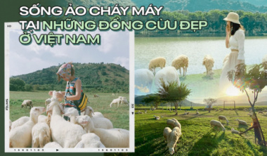 Impressive sheep grazing fields in Vietnam make the virtual life enthusiasts standstill