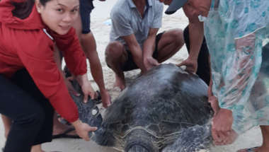 Release nearly 100 kg sea turtles into the wild
