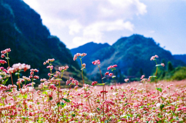 Kinh nghiệm du lịch Hà Giang mùa hoa tam giác mạch