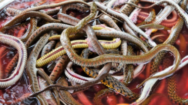Processing half a ton of snakes per day in the floating season, drying and selling “expensive like hot cakes”