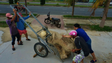 People rush to collect firewood after heavy rain, making millions of VND every day