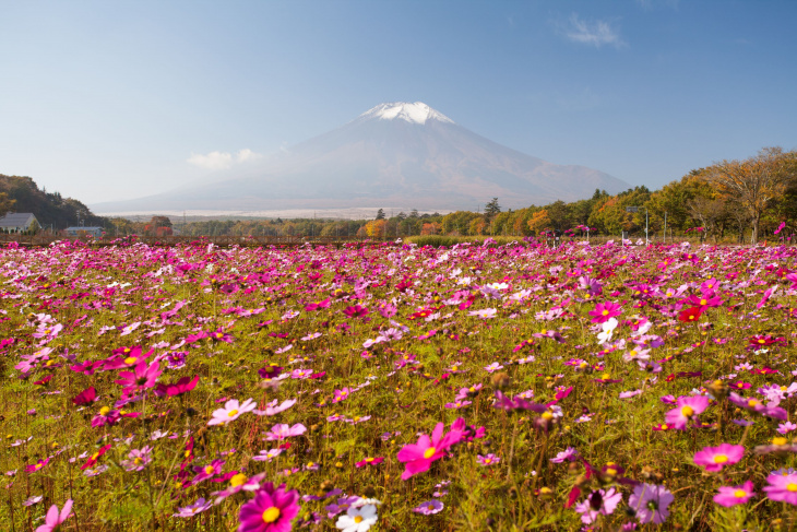 , ngắm hoa và hoa anh đào, điểm đẹp, nhật bản, nhật bản, 8 địa điểm tuyệt vời ngắm hoa mùa thu ở gần tokyo: kochia, cosmos, hoa cúc