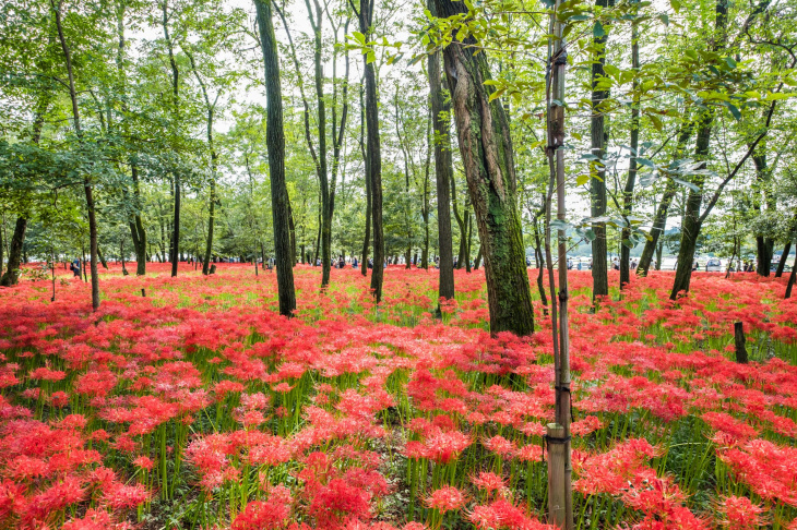 , ngắm hoa và hoa anh đào, điểm đẹp, nhật bản, nhật bản, 8 địa điểm tuyệt vời ngắm hoa mùa thu ở gần tokyo: kochia, cosmos, hoa cúc