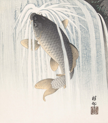 Cá Koi Nhật Bản: Lịch sử và ý nghĩa
