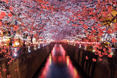 Lịch ngắm hoa anh đào Nhật Bản