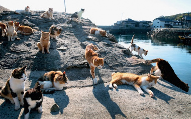 Đảo mèo Nhật Bản – thiên đường cho người yêu mèo