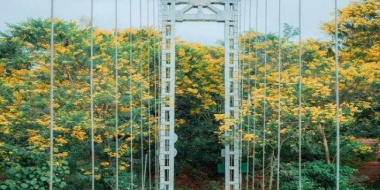 Cầu treo Đắk R’Moan – Tây Nguyên đón mùa hoa muồng vàng