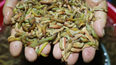Farmers pick up Ruoi (Nereidae) and collect of thousand dollars every night