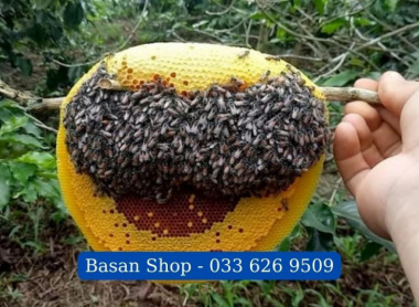 Top 6 cửa hàng bán mật ong nguyên chất ở Quy Nhơn – Bình Định