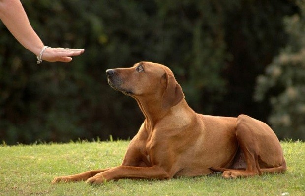 điểm đẹp, top 6 dịch vụ huấn luyện chó tại nhà hà nội uy tín bạn nên biết