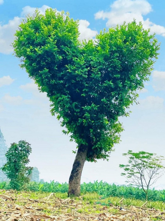 Tìm hiểu hơn 110 hình nền cây trái tim mới nhất  Tin học Đông Hòa