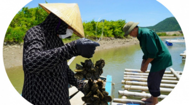 Farming seafood “miracle medicine” on… ropes, collecting tens of millions of dong per crop