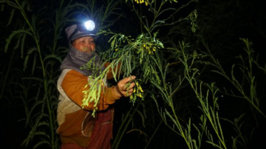 Flood season in the West: Light up the lights in the middle of the night to pick Dien Dien flowers, earn 12 $ /day
