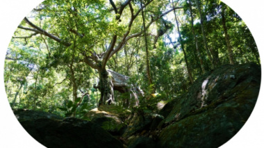 Unique “bewildered banyan tree” nearly 1,000 years old on Son Tra peninsula