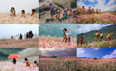 Lưu ngay 6 địa điểm ngắm hoa tam giác mạch Hà Giang đẹp nhất