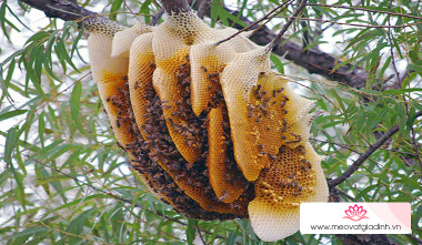 Mật ong rừng, mật ong nguyên chất khác nhau như thế nào?