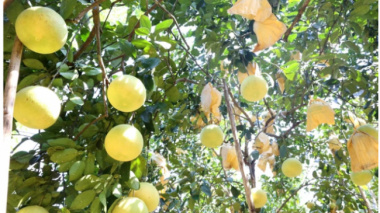 The specialty fruit can be kept… for half a year, collecting a crop with several a few hundred million dollars