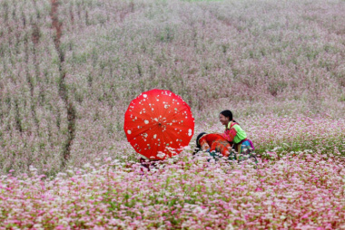 Rộn ràng mùa lễ hội hoa tam giác mạch 2022 tại Hà Giang